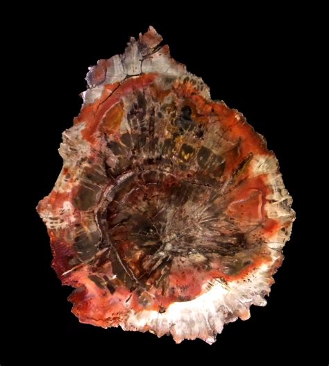Petrified Wood Curse: Ancient Wisdom or Modern Misconception?